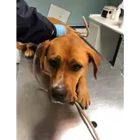 Foto dell\'animale cane - Matr. 2019/0539 - Microchip 380260101378940