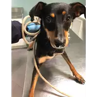 Foto dell\'animale cane - Matr. 2019/0538 - Microchip 380260101360243
