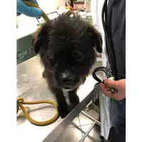 Foto dell\'animale cane - Matr. 2019/0535 - Microchip 380260042505226
