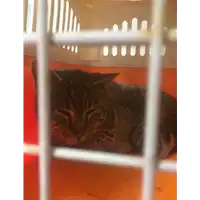 Foto dell\'animale gatto - Matr. 2019/0540 - Microchip 380260043519877