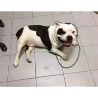 Foto dell\'animale cane - Matr. 2019/0541 - Microchip 380260101187177