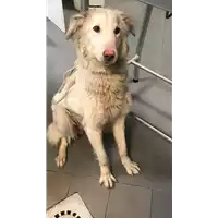 Foto dell\'animale cane - Matr. 2019/0545 - Microchip 380260043844145