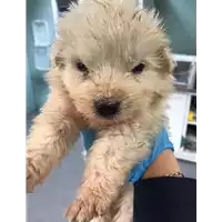 Foto dell\'animale cane - Matr. 2019/0550 - Microchip 380260043844317