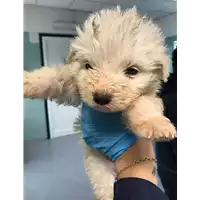 Foto dell\'animale cane - Matr. 2019/0549 - Microchip 380260043844131