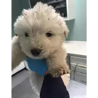 Foto dell\'animale cane - Matr. 2019/0546 - Microchip 380260043843673