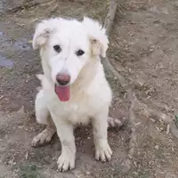 Foto dell\'animale cane - Matr. 2019/0548 - Microchip 380260043634182