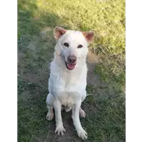 Foto dell\'animale cane - Matr. 2019/0553 - Microchip 380260043844091