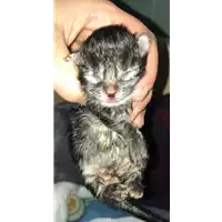 Foto dell\'animale gatto - Matr. 2019/0554 - Microchip 380260043854063