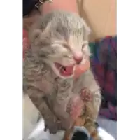 Foto dell\'animale gatto - Matr. 2019/0557 - Microchip 