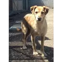 Foto dell\'animale cane - Matr. 2019/0563 - Microchip 380260043873042