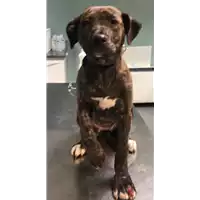 Foto dell\'animale cane - Matr. 2019/0567 - Microchip 380260043870003