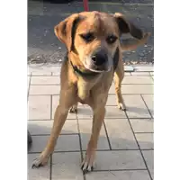 Foto dell\'animale cane - Matr. 2019/0565 - Microchip 380260043869937