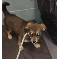 Foto dell\'animale cane - Matr. 2019/0570 - Microchip 380260043870408