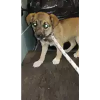 Foto dell\'animale cane - Matr. 2019/0572 - Microchip 380260043870440
