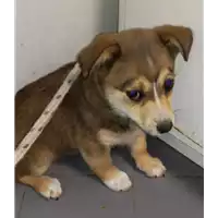 Foto dell\'animale cane - Matr. 2019/0573 - Microchip 380260043873445