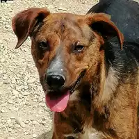 Foto dell\'animale cane - Matr. 2019/0575 - Microchip 380260004902616