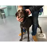 Foto dell\'animale cane - Matr. 2019/0577 - Microchip 380260043633872