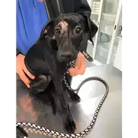 Foto dell\'animale cane - Matr. 2019/0580 - Microchip 380260043633806
