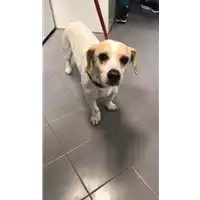 Foto dell\'animale cane - Matr. 2019/0583 - Microchip 380260040135856