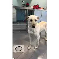 Foto dell\'animale cane - Matr. 2019/0593 - Microchip 380260043624348