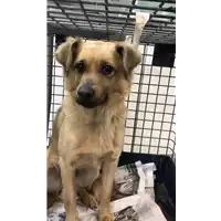 Foto dell\'animale cane - Matr. 2019/0594 - Microchip 380260043624271