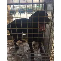 Foto dell\'animale cane - Matr. 2019/0595 - Microchip 380260002360332