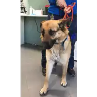 Foto dell\'animale cane - Matr. 2019/0599 - Microchip 380260043871145