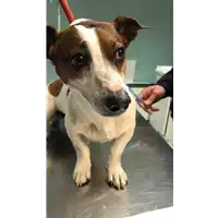 Foto dell\'animale cane - Matr. 2019/0605 - Microchip 380260043633837