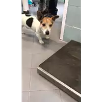 Foto dell\'animale cane - Matr. 2019/0622 - Microchip 380260040142922