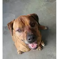 Foto dell\'animale cane - Matr. 2017/0198 - Microchip 380260060066511