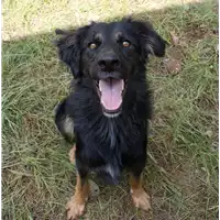 Foto dell\'animale cane - Matr. 2019/0423 - Microchip 380260042911215
