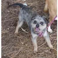Foto dell\'animale cane - Matr. 2018/2660 - Microchip 380260043853857