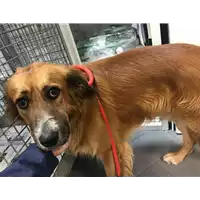 Foto dell\'animale cane - Matr. 2019/0629 - Microchip 380260043870280
