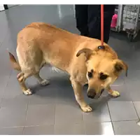 Foto dell\'animale cane - Matr. 2019/0630 - Microchip 380260043873339