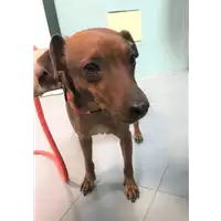Foto dell\'animale cane - Matr. 2019/0631 - Microchip 380260002313803