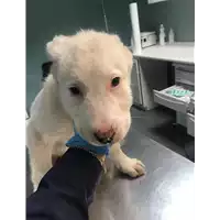 Foto dell\'animale cane - Matr. 2019/0635 - Microchip 380260043870822