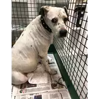 Foto dell\'animale cane - Matr. 2019/0646 - Microchip 981100000743303