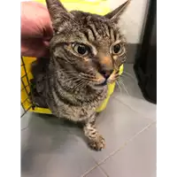 Foto dell\'animale gatto - Matr. 2019/0648 - Microchip 380260043526904