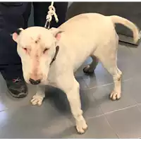 Foto dell\'animale cane - Matr. 2019/0650 - Microchip 380260100650208
