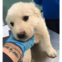 Foto dell\'animale cane - Matr. 2019/0652 - Microchip 380260043871409