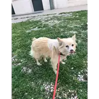 Foto dell\'animale cane - Matr. 2019/0658 - Microchip 380260042320344