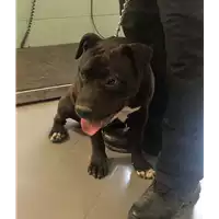 Foto dell\'animale cane - Matr. 2018/1442 - Microchip 380260043282734