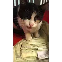 Foto dell\'animale gatto - Matr. 2019/0666 - Microchip 380260043870351