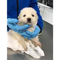 Foto dell\'animale cane - Matr. 2019/0669 - Microchip 380260043873203