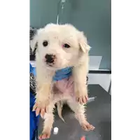 Foto dell\'animale cane - Matr. 2019/0670 - Microchip 380260043872562