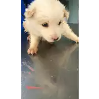 Foto dell\'animale cane - Matr. 2019/0671 - Microchip 380260043869677