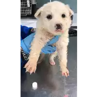 Foto dell\'animale cane - Matr. 2019/0672 - Microchip 380260043869998