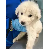 Foto dell\'animale cane - Matr. 2019/0673 - Microchip 380260043873249