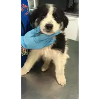 Foto dell\'animale cane - Matr. 2019/0675 - Microchip 380260043873305