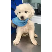 Foto dell\'animale cane - Matr. 2019/0676 - Microchip 380260043869652